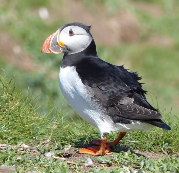 Puffins Return to Farne Islands - The Royal Oak Foundation