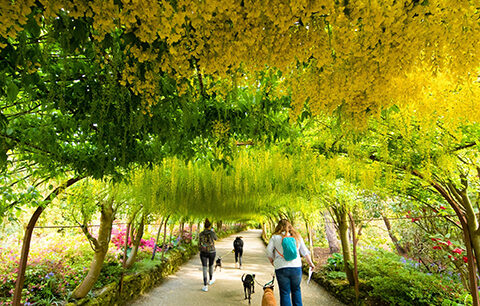 Laburnum Arch at Bodnant Garden, North Wales © National Trust Images/Rod Kirkpatrick